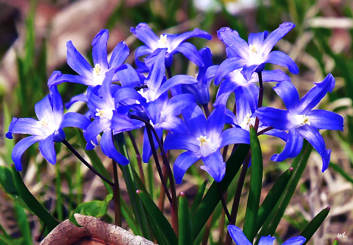 Sternhyazinthe