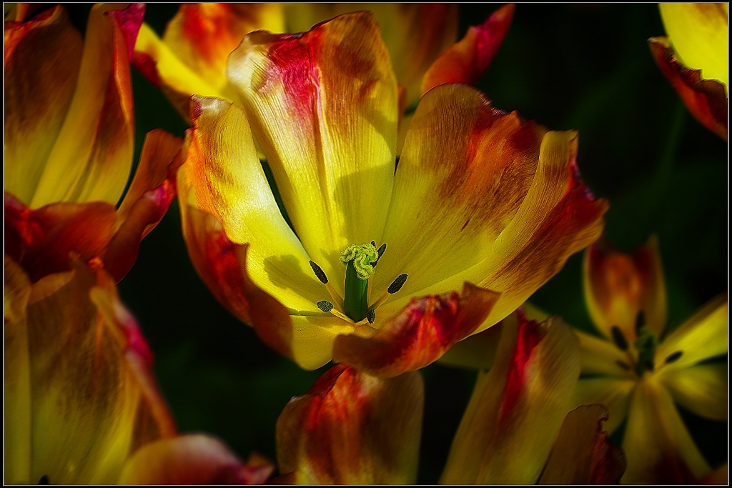 eine Tulpe