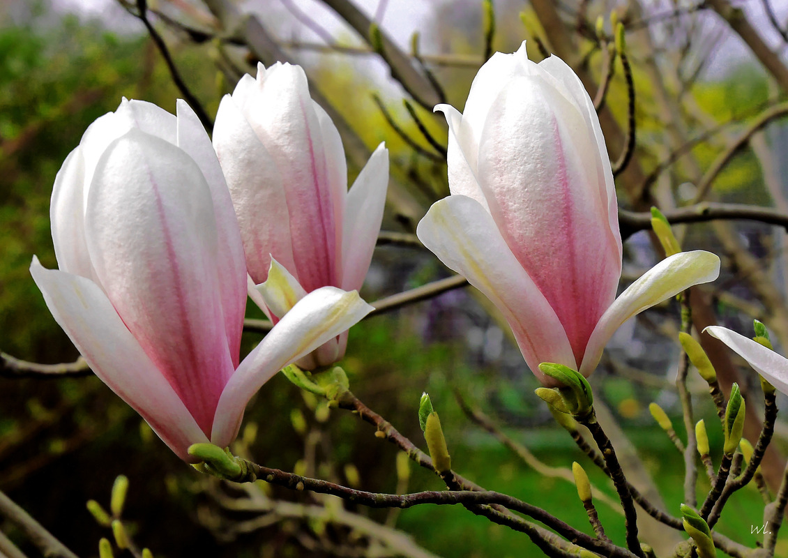 Magnolien