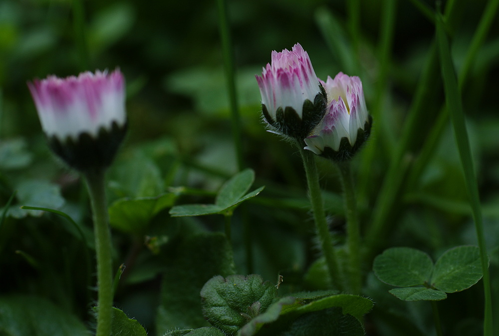 einfach mal nur Gänseblümchen