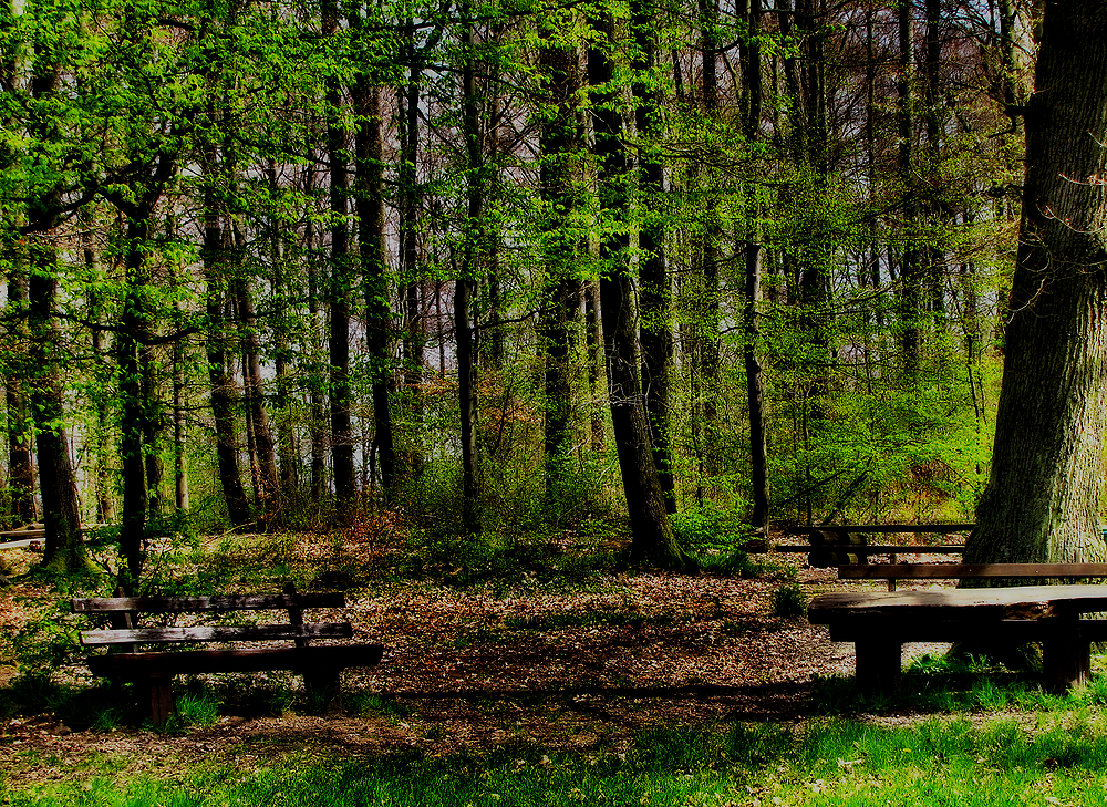 Frühling auch im Wald....
