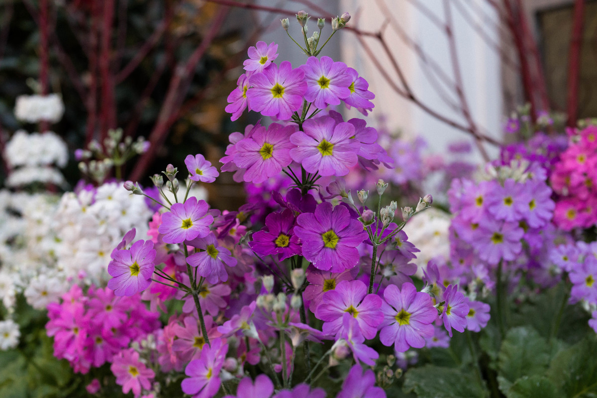 Blumenkinder