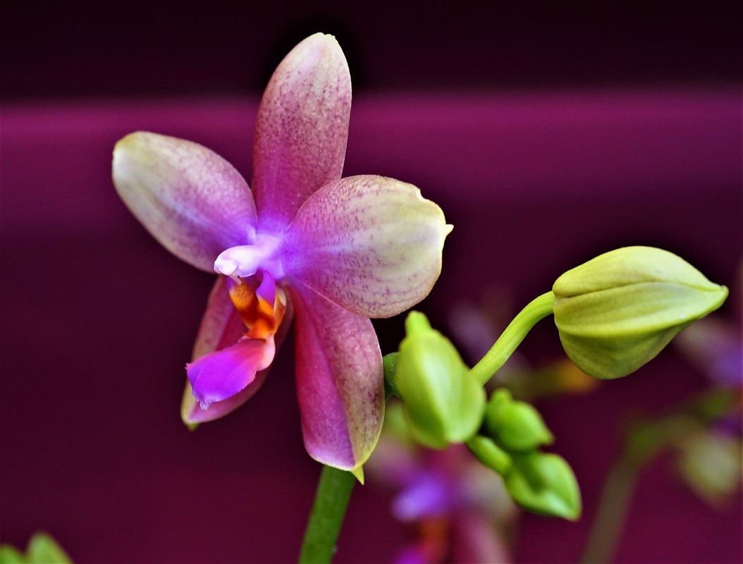 Orchideenschau IV