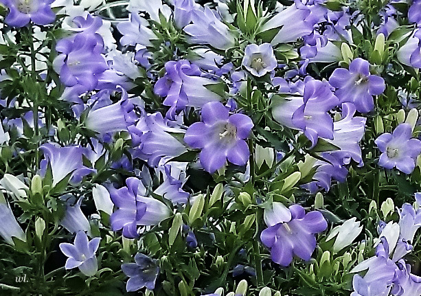 Farben des Frühlings