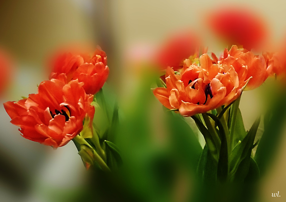 Tulpen