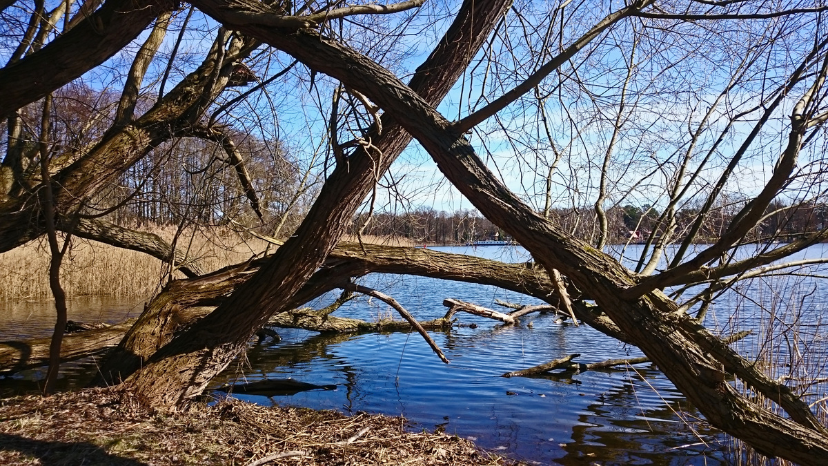 Frühling am See