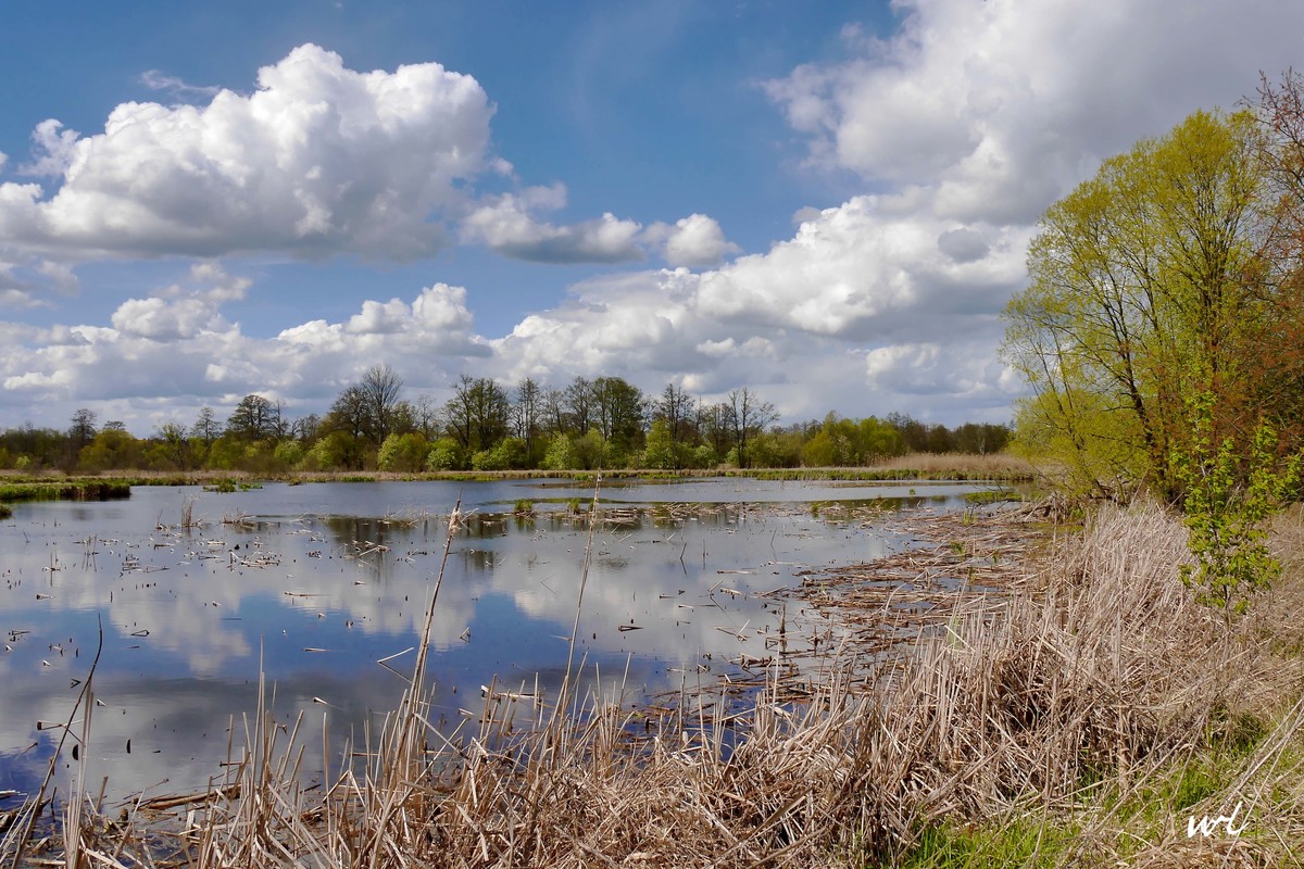 Teichlandschaft bei Oranienburg