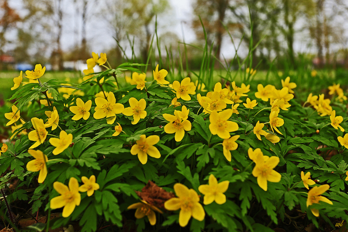 Gelbes Windröschen