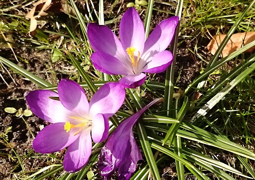 Krokus