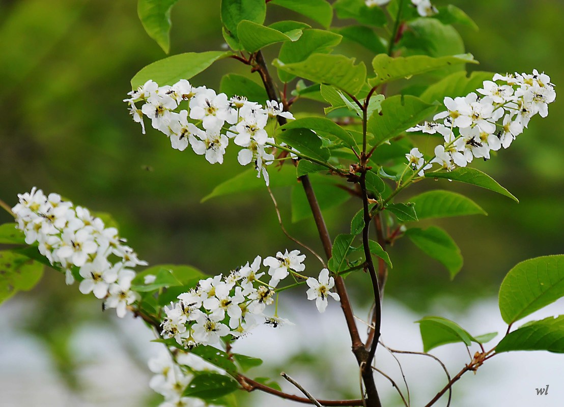 gewöhnliche Traubenkirsche