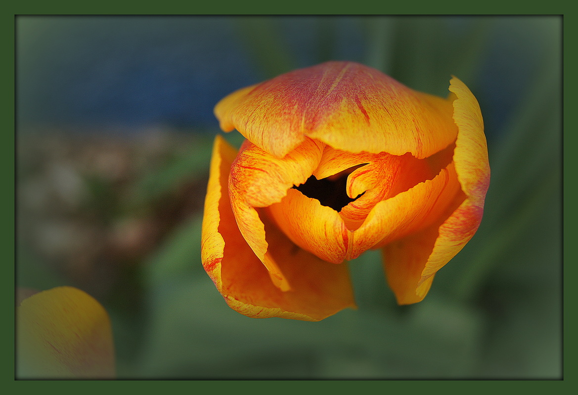 Tulpe