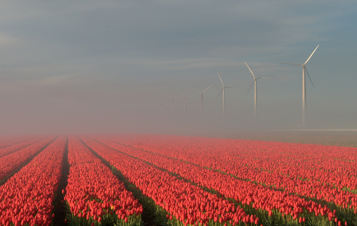 tulpen aus nord ost polder im nebel