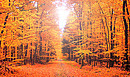 Herbst-Flash
