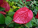 Herbstfeuer