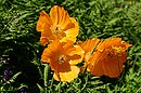 Scheinmohn, Wald-Mohn, Mohn