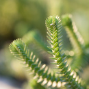 Der Tausendfüßler - zur Bea frei -