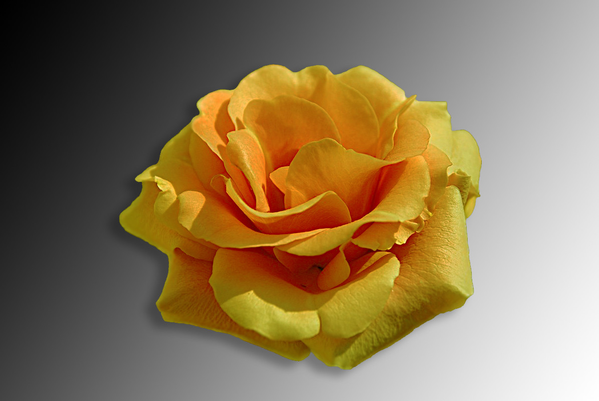 Zarte_Rosenblätter (Bearbeitung in gelb)