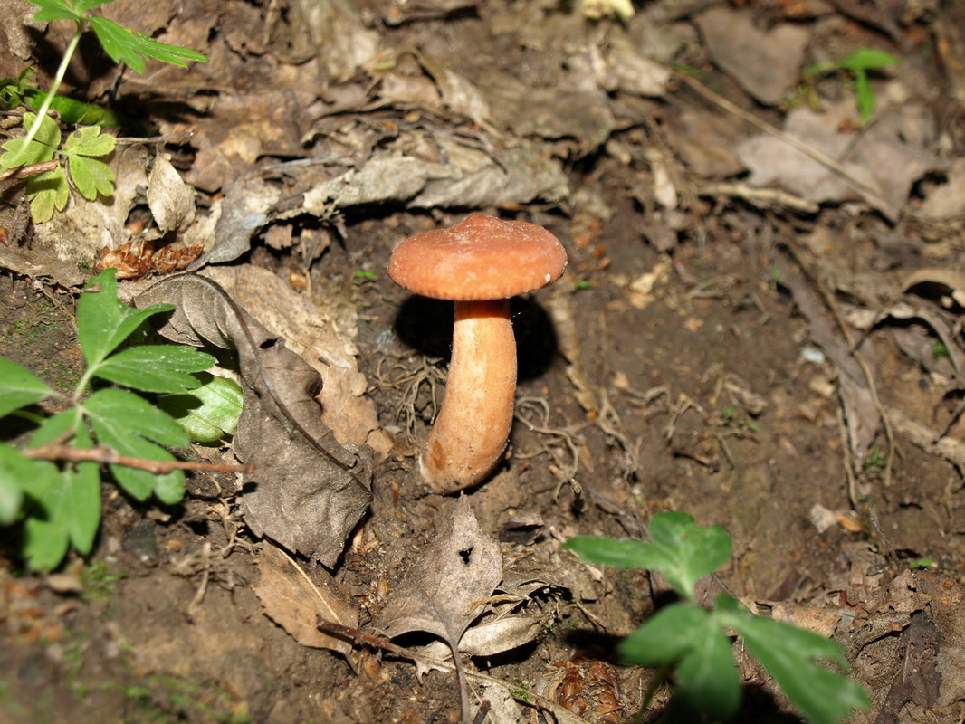 Pilz 