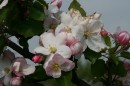 Apfelblüten