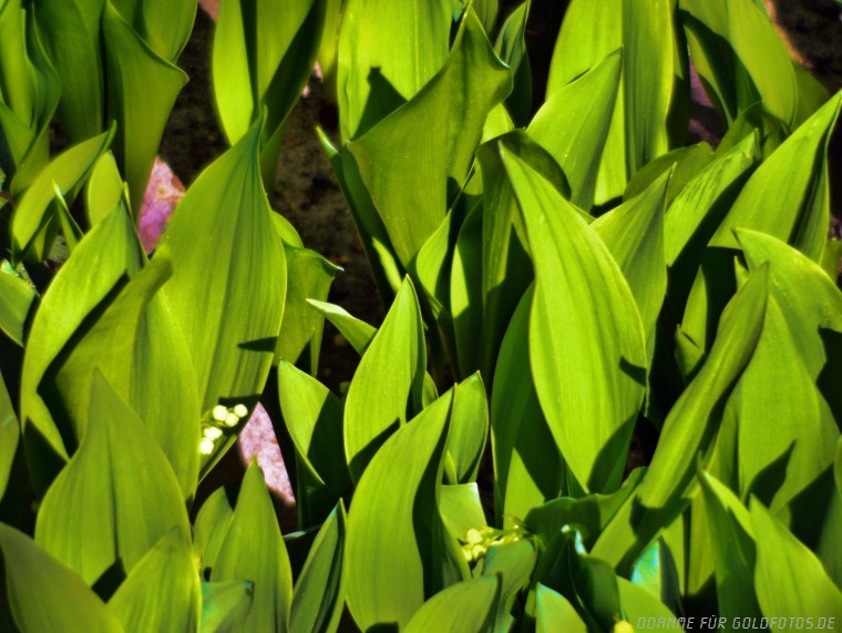einfach grün....