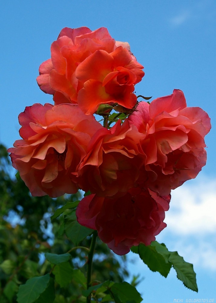 Lachsfarbene Riesenrosen