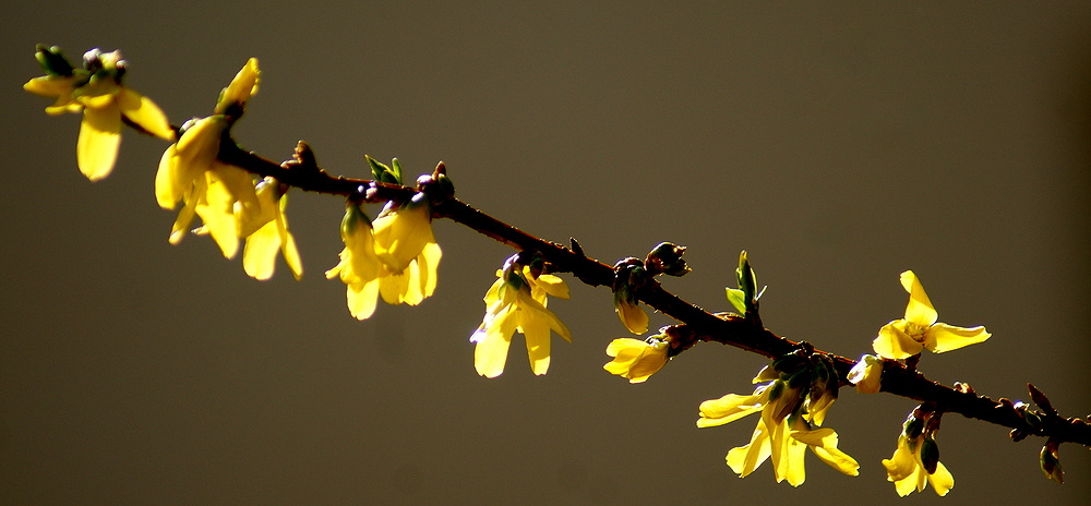 aus dem Fenster erwischt.....