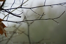 Tautropfen im Nebel