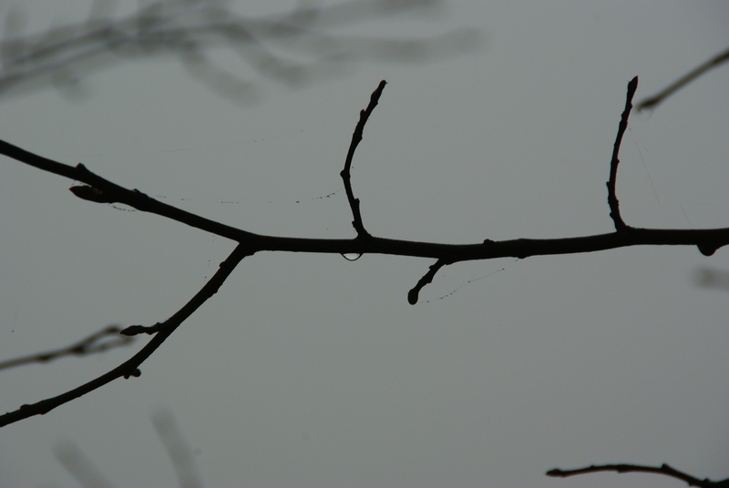 Tautropfen im Nebel 2