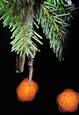 Fotos_Fotowettbewerb-2011-Dezember