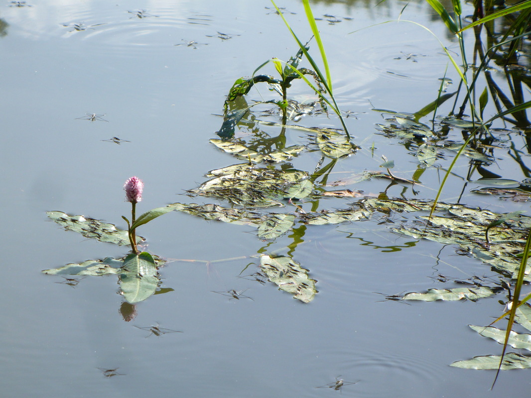 Stilles Wasser