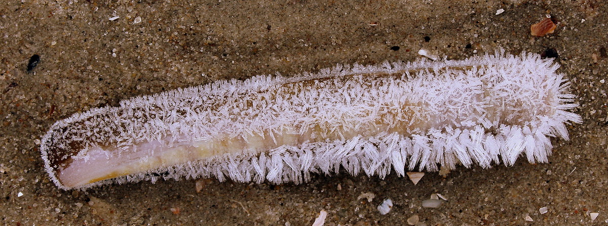 Gespickte Muschel