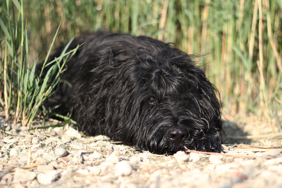 Nachdenklich im Schilf
