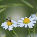 sie liebt mich, sie liebt mich nicht...