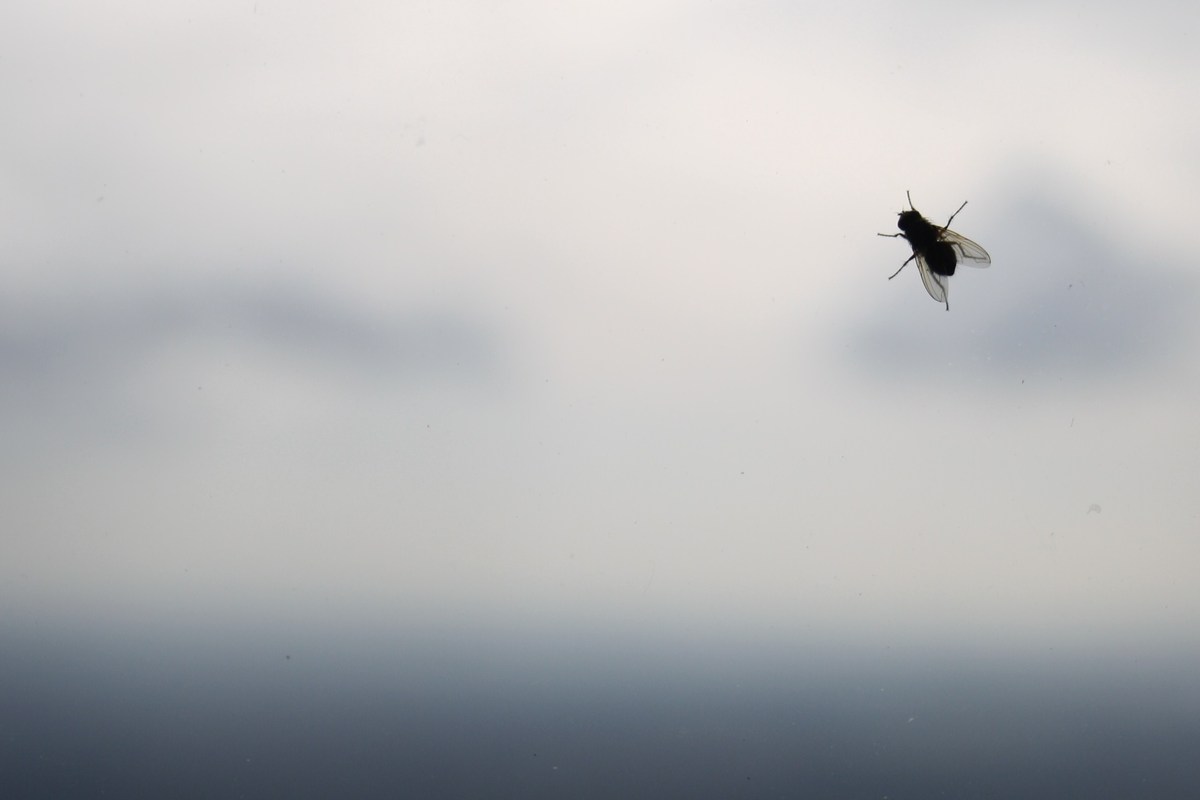 fensterscheibenkrabbler