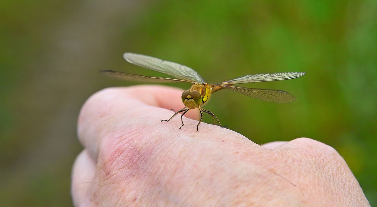 LIBELLE beim LANDEANFLUG