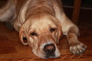 otto hat langeweile