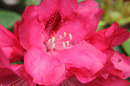 Rhododendron...