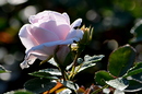Rosentage in Baden bei Wien 2