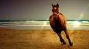Pferd am Strand