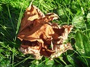 blatt auf grass