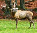 Hirsch 