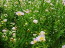 Blumenwiese!
