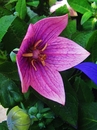 Blume 2014