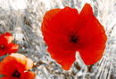 Sonne und Mohn