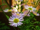 Blumen!