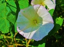 Rankblüte!