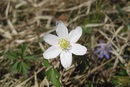 Frühling kommt bald wieder