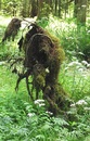 der Erlkönig