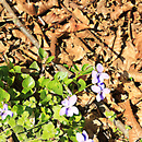 Frühling 7