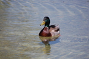 Ente  2
